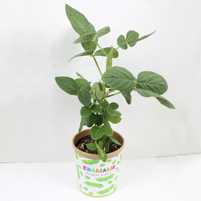 栽培セット 育成 Pot エコポット 小物入れ 枝豆 ミニヒマワリ 101 野菜栽培 Red Cg 育てる ミニトマト 野菜 栽培キット Garden