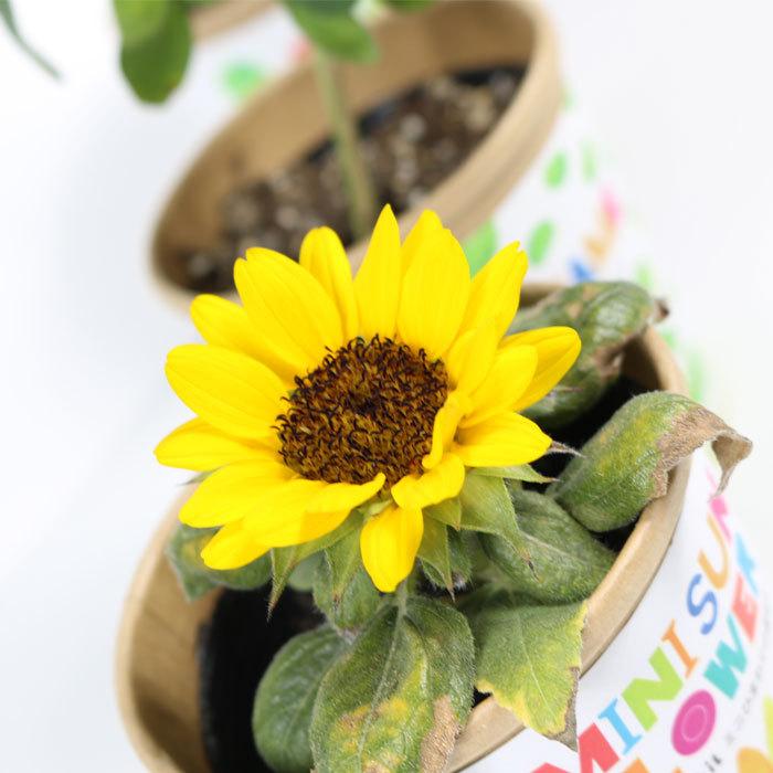 栽培セット 育成 Pot エコポット 小物入れ 枝豆 ミニヒマワリ 101 野菜栽培 Red Cg 育てる ミニトマト 野菜 栽培キット Garden