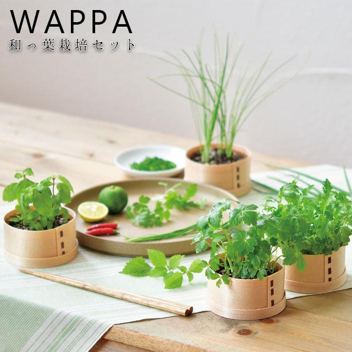 栽培セット 室内 栽培 セット 園芸 キット 和っ葉 栽培キット 野菜 葉  