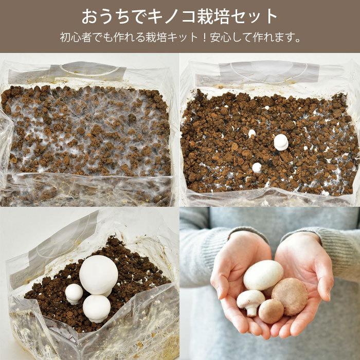 栽培セット 室内 きのこ栽培キット マッシュルーム キノコ 栽培セット 室内 きのこ栽培キット マッシュルーム キノコ