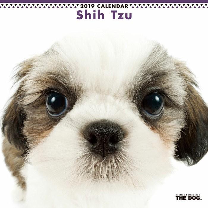 カレンダー 19 壁掛け 犬 シー ズー 壁掛けカレンダー 動物 プレゼント Tcl Zakka Green 通販 Yahoo ショッピング