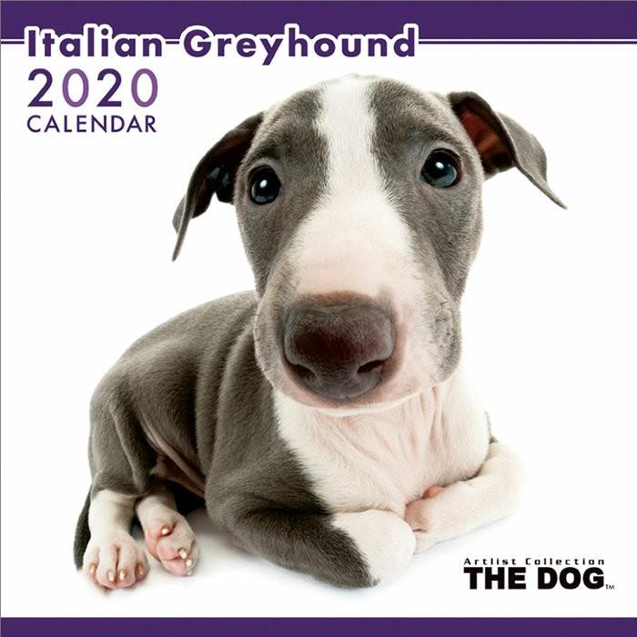 カレンダー 壁掛け 犬 イタリアン グレイハウンド 動物 アニマル 壁掛けカレンダー 年 Tcl1118 Zakka Green 通販 Yahoo ショッピング