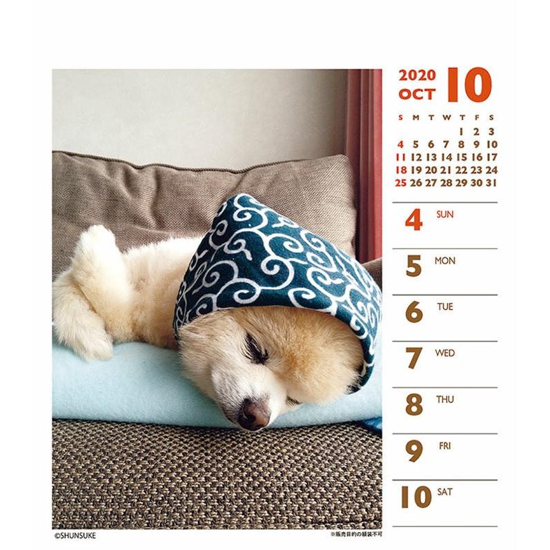 メール便 カレンダー 壁掛け 犬 俊介 週めくりミニ 動物 アニマル 壁掛けカレンダー 年 Tcl408 Zakka Green 通販 Yahoo ショッピング