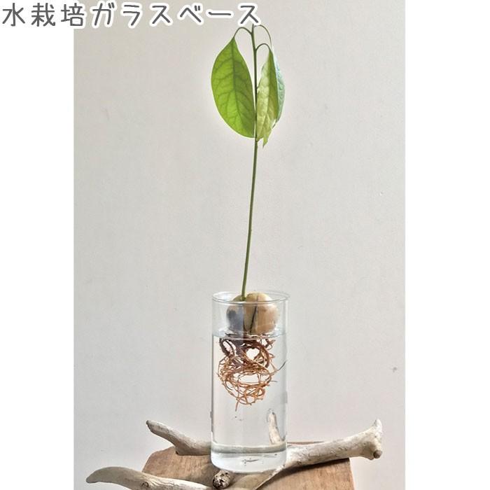 フラワーベース ガラス 花瓶 スパイス Bulb Vase Long Kegy4070 バルブベース 鉢 球根 水栽培 ヒヤシンス Th Zakka Green 通販 Yahoo ショッピング