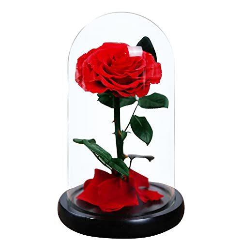 今月限定 特別大特価 Luckystar Beauty And The Beast Rose本物のバラで手作り保存花 枯れない花 永遠の花 1輪 ガラスギフトボックス入りプ 本店は Southpointbd Com