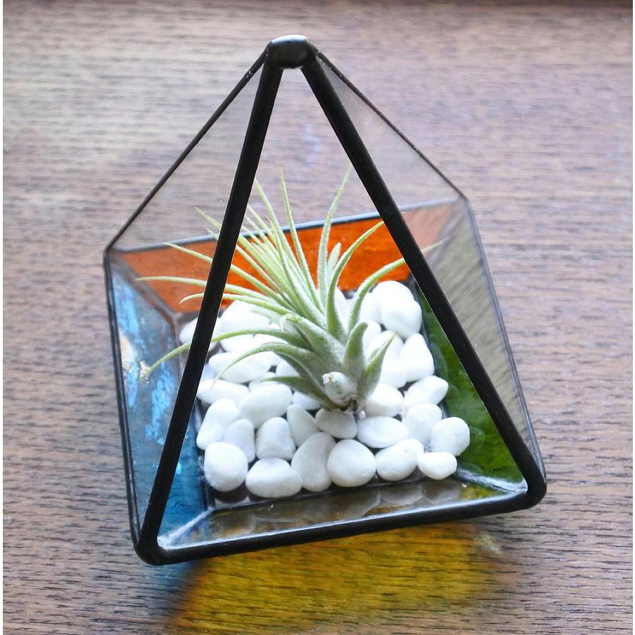 テラリウム ピラミッド型 エアプランツ セット : ステンドグラス工房