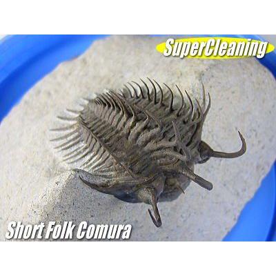 古生代デボン紀/モロッコ産/三葉虫/ショートフォーク・コムラ/3D化石