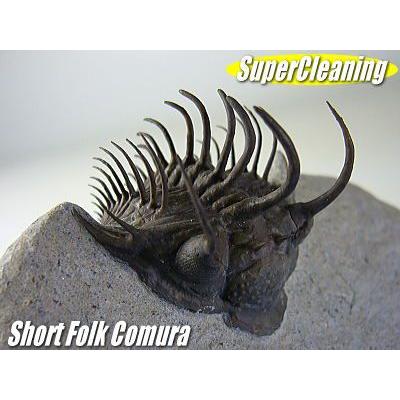 古生代デボン紀/モロッコ産/三葉虫/ショートフォーク・コムラ/3D化石