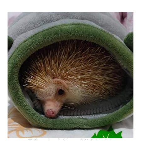 在庫僅少 ハリネズミ寝袋 55 ラビット 小動物用品 Alothit Vn