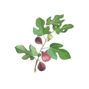 DURANCE（デュランス） プラント オードパルファム 50ml デリシャス