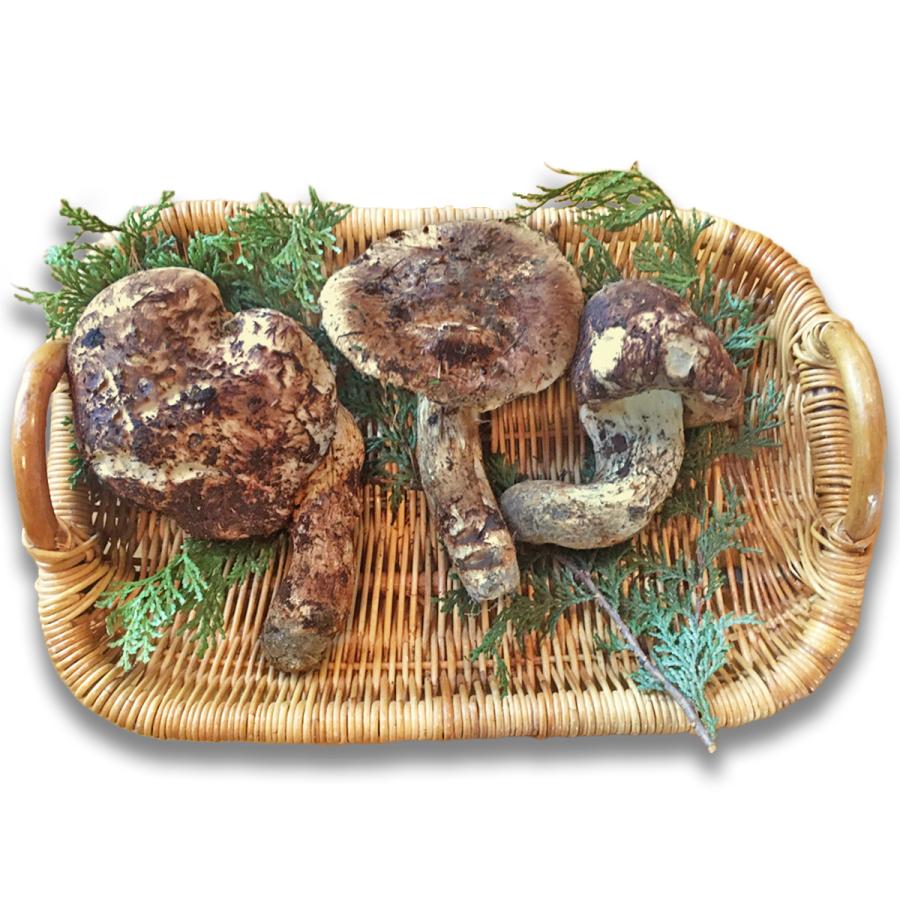 松茸 約150g 【訳あり】 国産 最高級 信州 生田松茸 天然 長野県