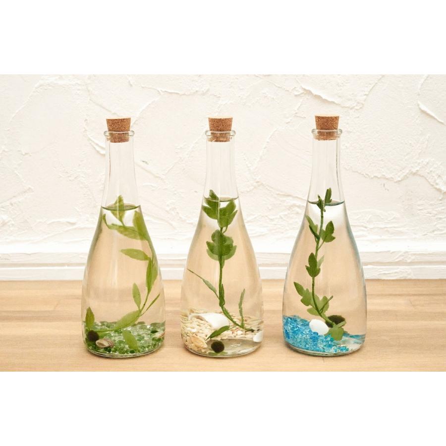 ギフ 包装 トライアングル コルク まりも まりもの育て方の説明付き まりも育成 マリモ アクアリウム 水生植物 まりも飼育 雑貨 インテリア 本物