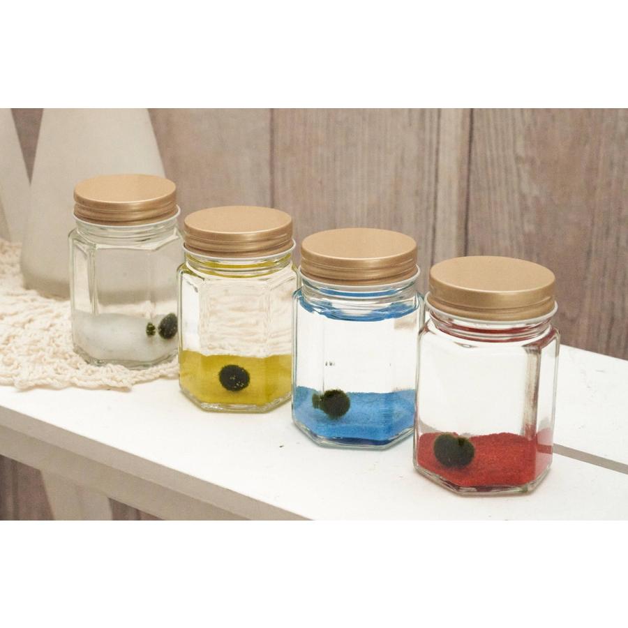 ベーシックまりも まりもの育て方の説明付き まりも育成 まりも育て方 マリモ 本物 まりも飼育 水生植物 インテリア アウトレット 送料無料 雑貨 アクアリウム