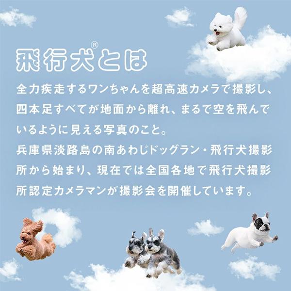 Wpc. 折りたたみ日傘 飛行犬×Wpc. 空飛ぶ遮光ワンブレラmini 晴雨兼用 折りたたみ傘 折り畳み傘 完全遮光 Wpc | Wpc. | 03