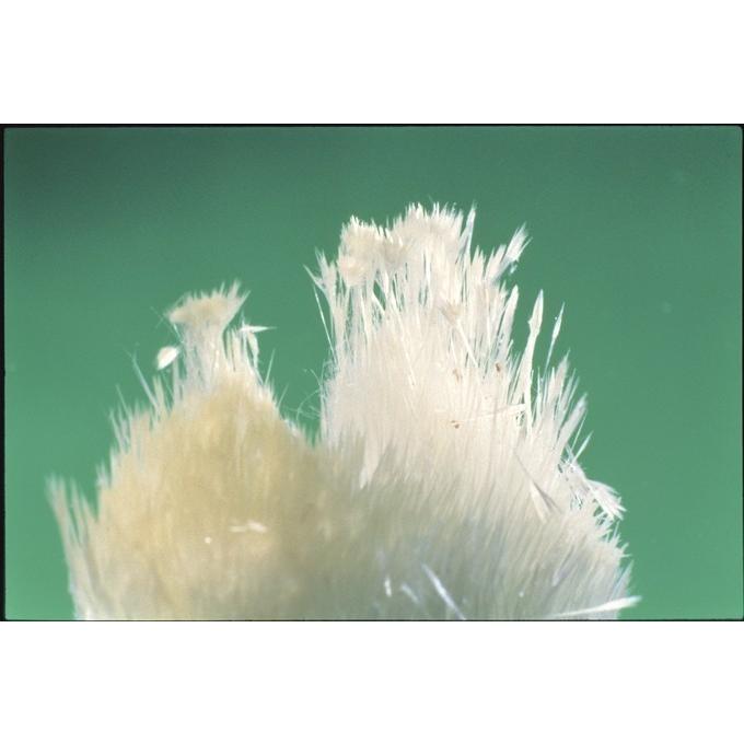 にごり湯　ヤングビーナス姉妹品　別府温泉湯の花エキス配合の入浴剤　50ｇ×5袋 |  | 04