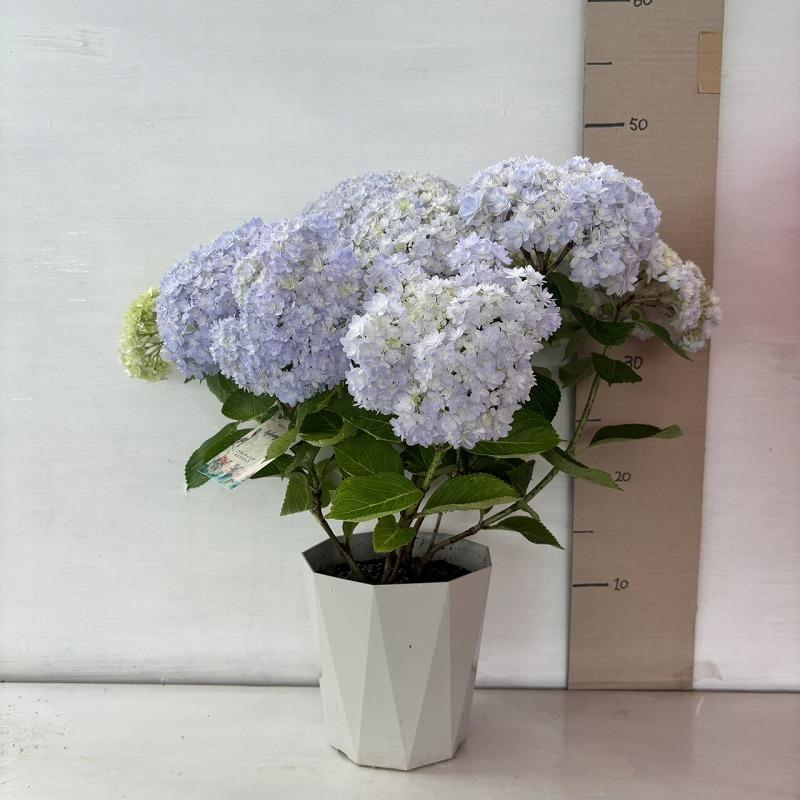 ○アジサイ○ ウィル あじさい 紫陽花 5号鉢 鉢植えアジサイ