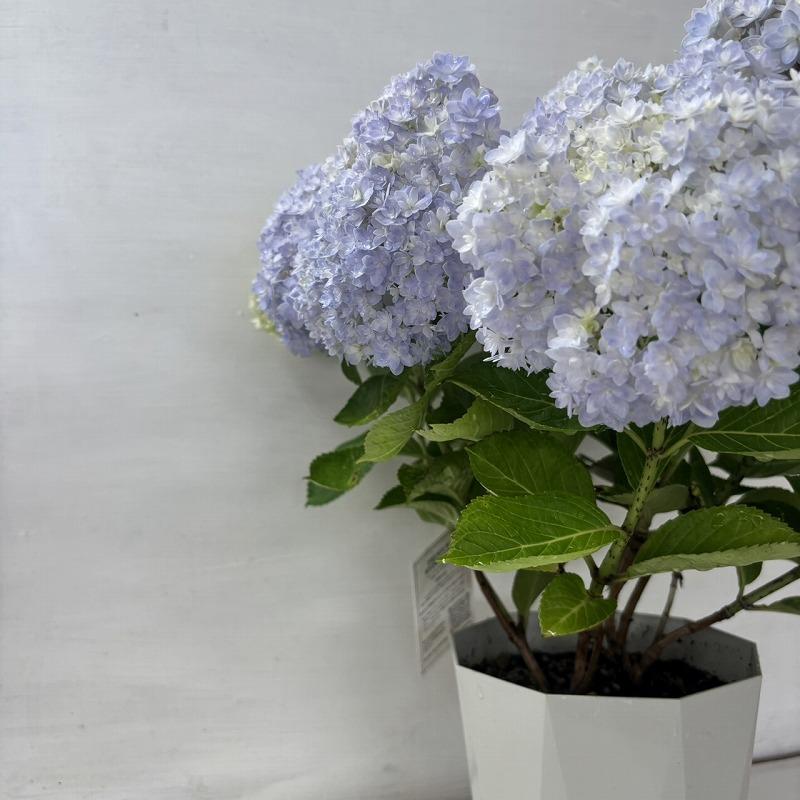 ○アジサイ○ ウィル あじさい 紫陽花 5号鉢 鉢植えアジサイ