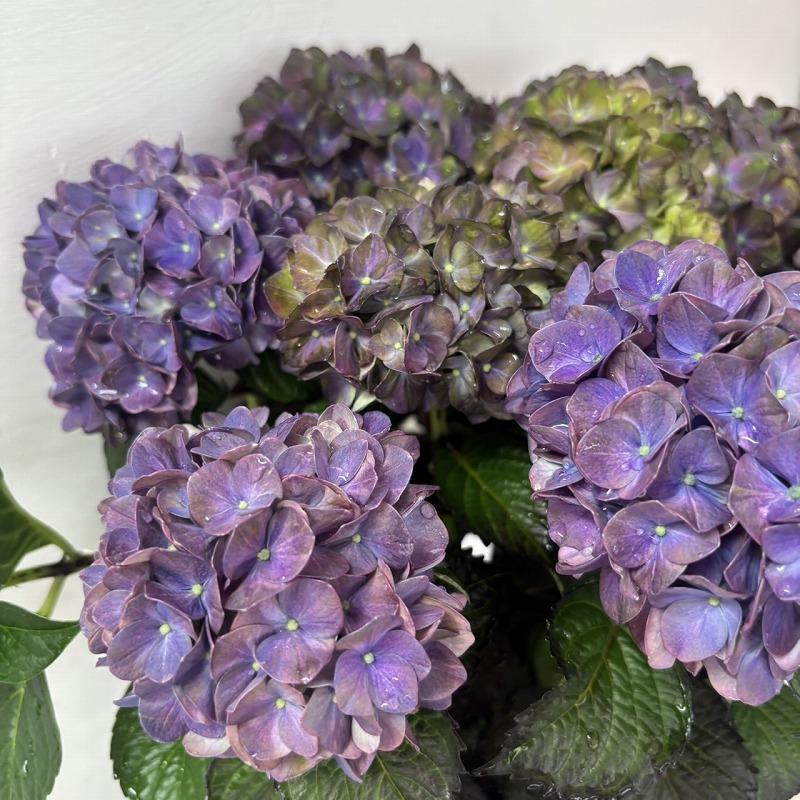 年度末特価！4鉢価格！紫陽花　アジサイ　苗　苗木　チョコレート　ラプソディ　凛 ○アジサイ○ マジカルチョコレート あじさい 紫陽花 5号鉢 鉢植え