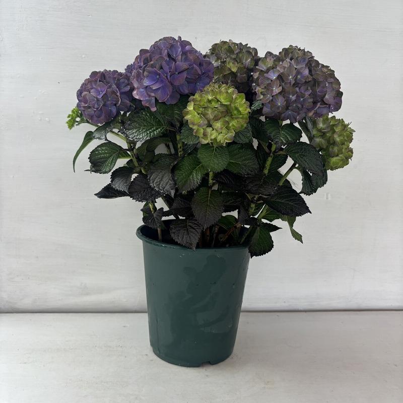 ○アジサイ○ マジカルチョコレート あじさい 紫陽花 5号鉢 鉢植え