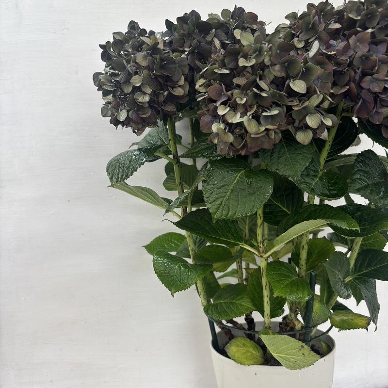 ○秋色アジサイ○ マジカルチョコレート あじさい 紫陽花 5号鉢 鉢植え