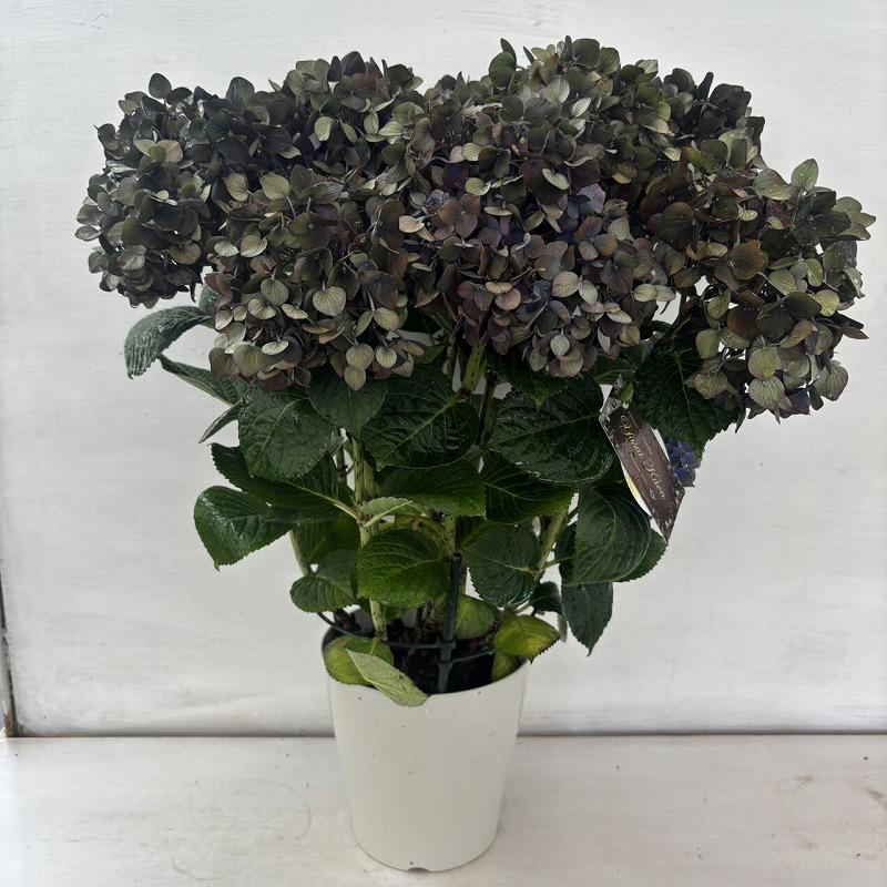 ○秋色アジサイ○ マジカルチョコレート あじさい 紫陽花 5号鉢 鉢植え