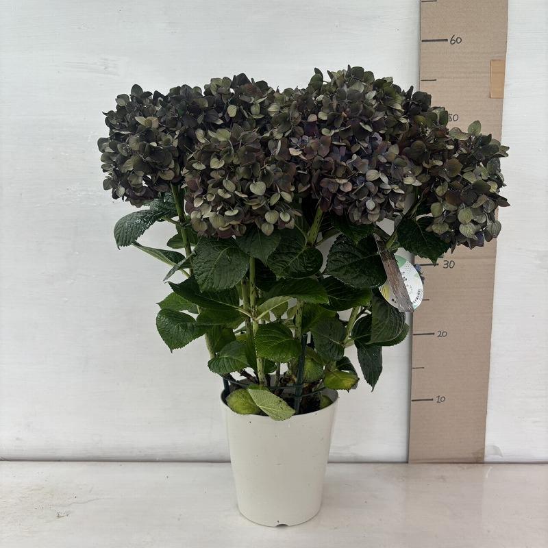 ○秋色アジサイ○ マジカルチョコレート あじさい 紫陽花 5号鉢 鉢植え