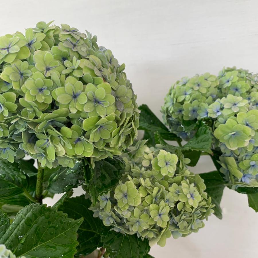 納得できる割引 アジサイ テマリテマリ 秋色あじさい 紫陽花 5号鉢 鉢植えアジサイ Bernhardhilberg Lima City De