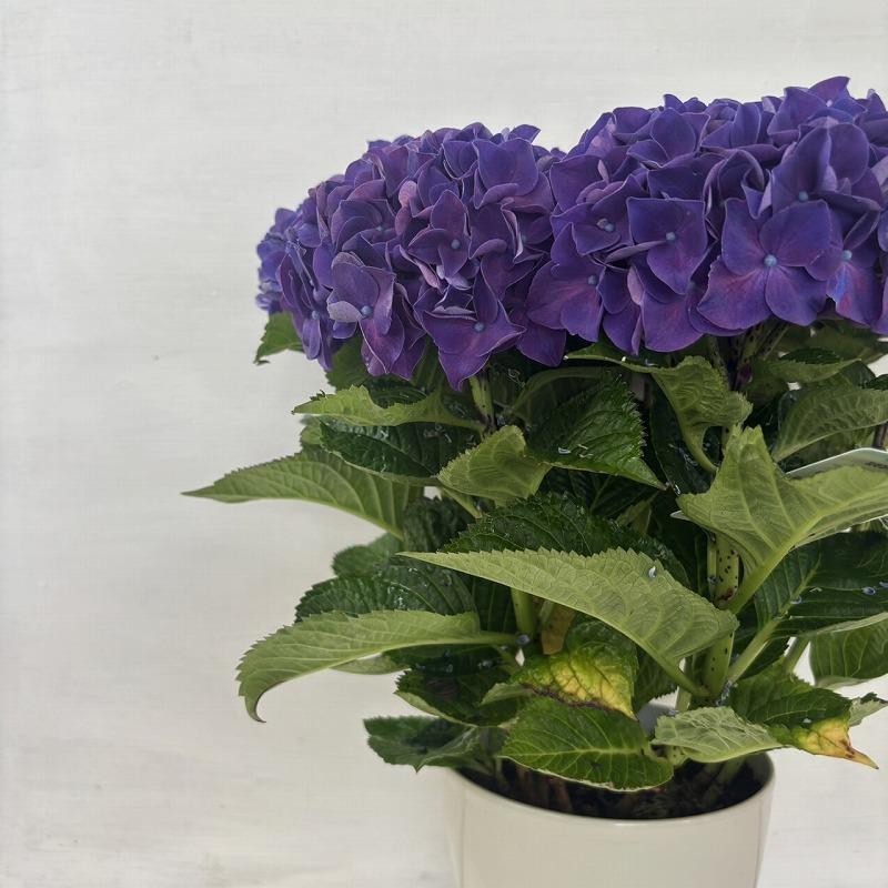 【専用商品】　アジサイ　5寸　ハイシリーズ　紫陽花 ○アジサイ○ ハイシリーズ フレーム パープル あじさい 紫陽花 5号鉢