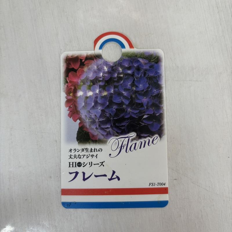 【専用商品】　アジサイ　5寸　ハイシリーズ　紫陽花 ○アジサイ○ ハイシリーズ フレーム パープル あじさい 紫陽花 5号鉢