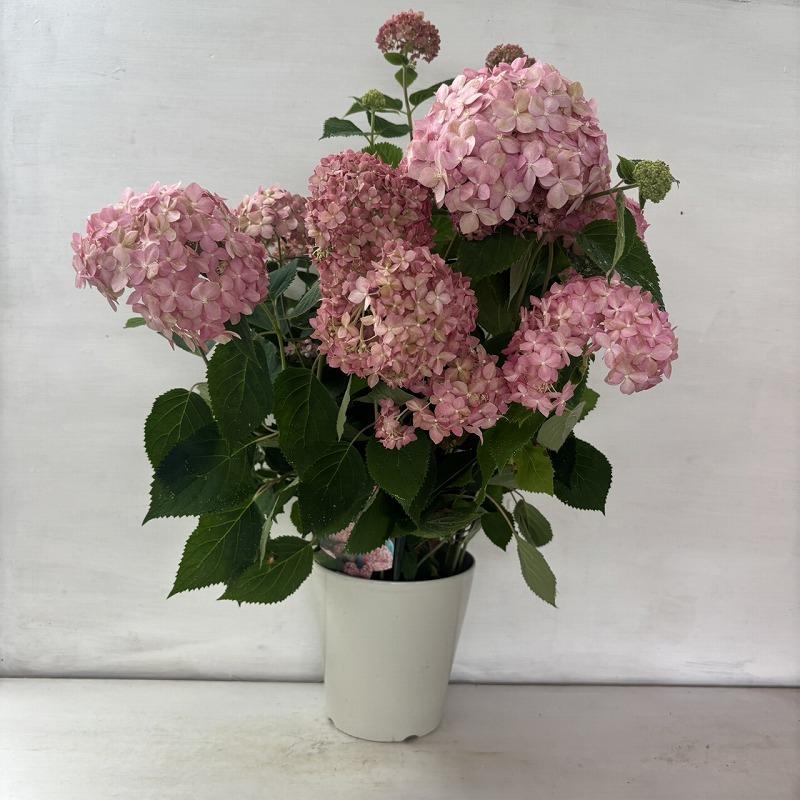 ○アジサイ○ ピンクアナベル アナベル アメリカあじさい 紫陽花 5号鉢