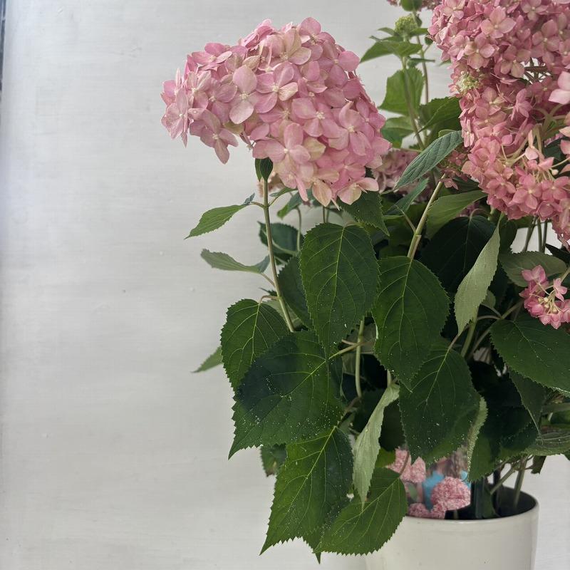 ○アジサイ○ ピンクアナベル アナベル アメリカあじさい 紫陽花 5号鉢