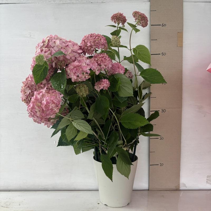 ○アジサイ○ ピンクアナベル アナベル アメリカあじさい 紫陽花 5号鉢