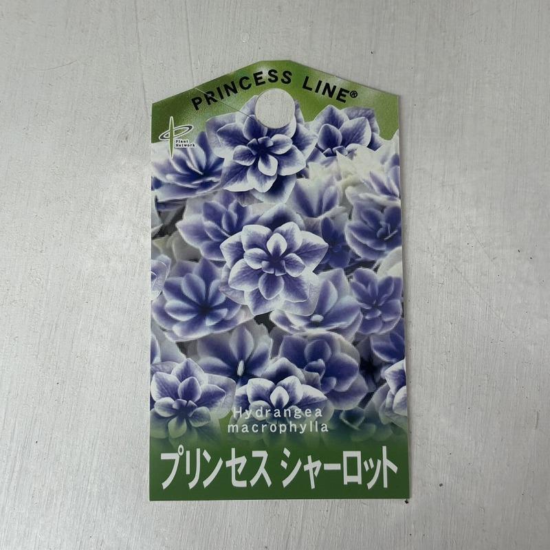 ○アジサイ○ プリンセスシャーロット あじさい 紫陽花 5号鉢 鉢植え