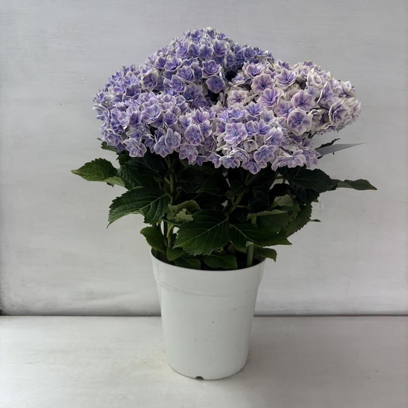 ○アジサイ○ プリンセスシャーロット あじさい 紫陽花 5号鉢 鉢植え