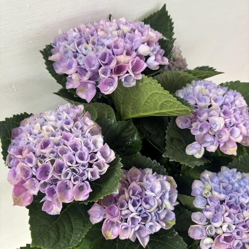 ○アジサイ○ マジカルレボリューション ピンク あじさい 紫陽花 5号鉢