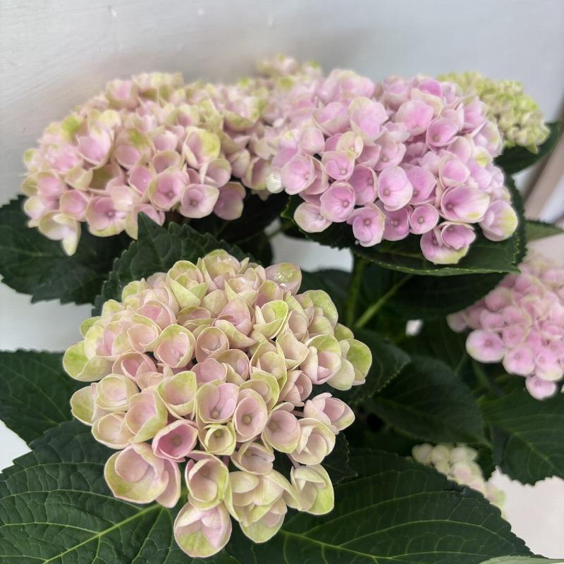 ○アジサイ○ マジカルレボリューション ピンク あじさい 紫陽花 5号鉢