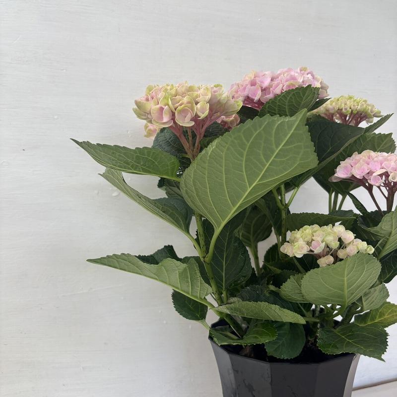 ○アジサイ○ マジカルレボリューション ピンク あじさい 紫陽花 5号鉢