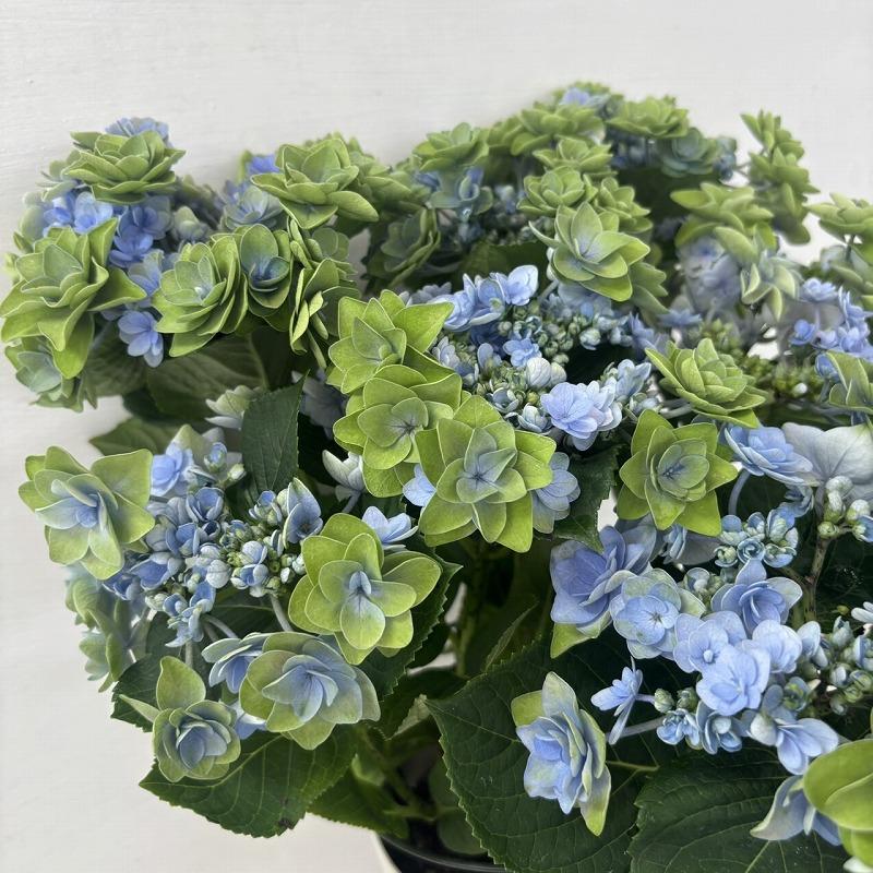○秋色アジサイ○ ポージィブーケ ララ あじさい 紫陽花 5号鉢 鉢植え