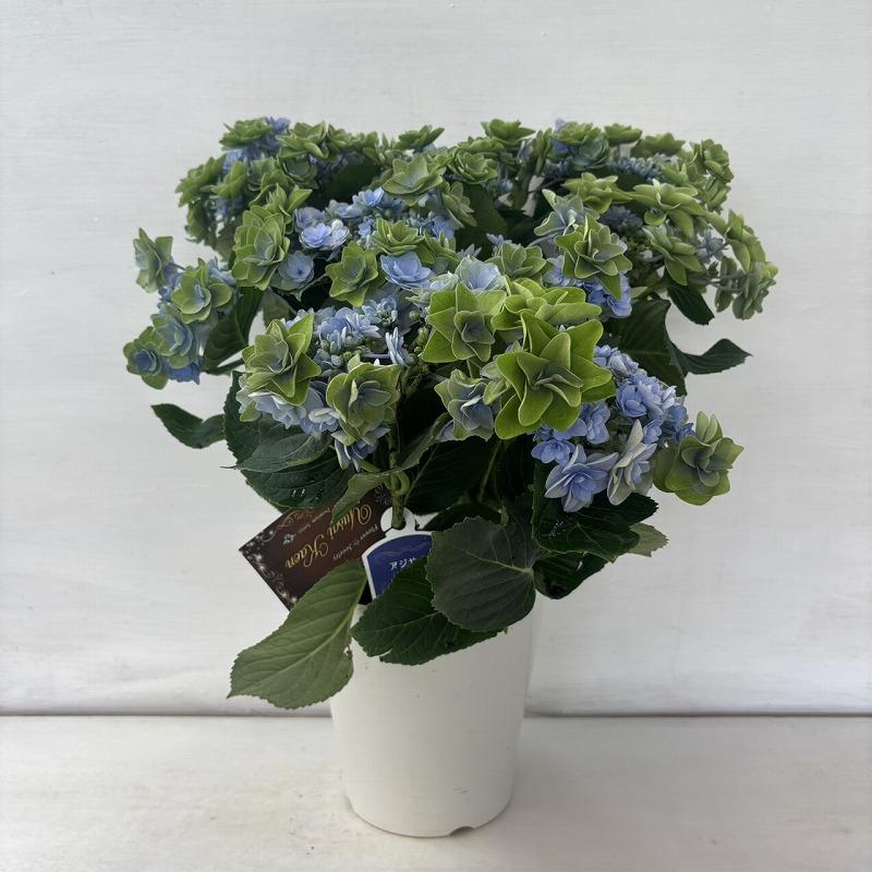 アジサイ20鉢セット ○秋色アジサイ○ ポージィブーケ ララ あじさい 紫陽花 5号鉢 鉢植え