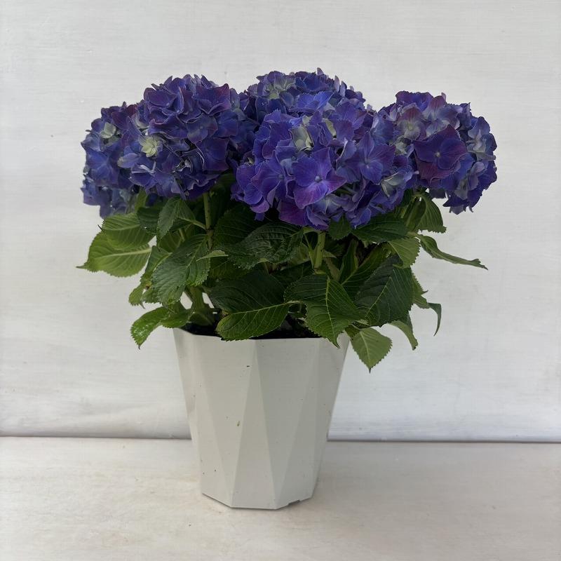 ○アジサイ○ トルネード ハイシリーズ あじさい 紫陽花 5号鉢 鉢植え