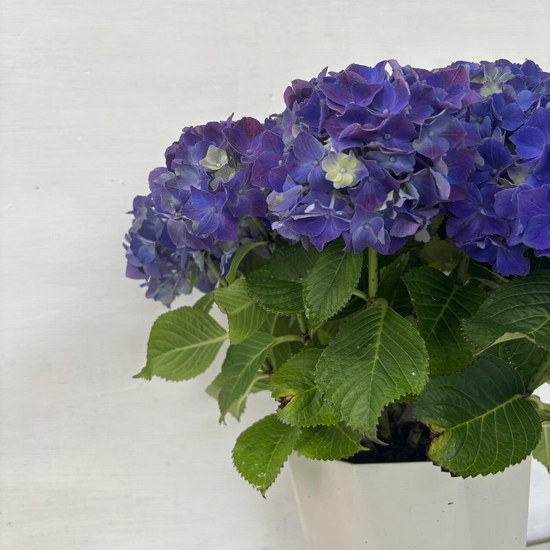 ド*ド様 【特選】　アジサイ　5寸６種6鉢 紫陽花 ○アジサイ○ トルネード ハイシリーズ あじさい 紫陽花 5号鉢 鉢植え