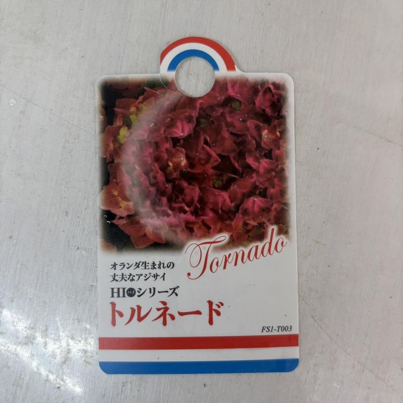 ○アジサイ○ トルネード ハイシリーズ あじさい 紫陽花 5号鉢 鉢植え