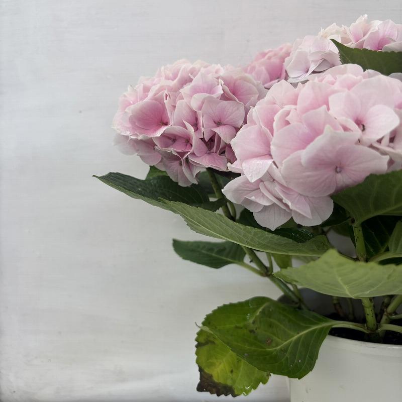 ○アジサイ○ コットンキャンディー あじさい 紫陽花 5号鉢 鉢植え