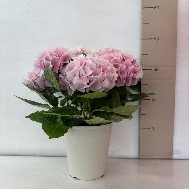 ○アジサイ○ コットンキャンディー あじさい 紫陽花 5号鉢 鉢植え
