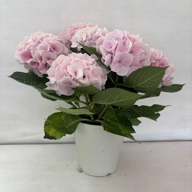 ○アジサイ○ コットンキャンディー あじさい 紫陽花 5号鉢 鉢植え