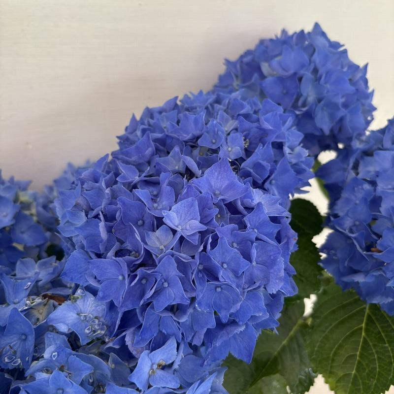 ○アジサイ○ ミューズファクトリーシリーズ あじさい 紫陽花 5号鉢