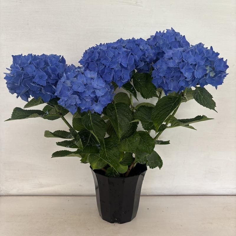 ○アジサイ○ ミューズファクトリーシリーズ あじさい 紫陽花 5号鉢