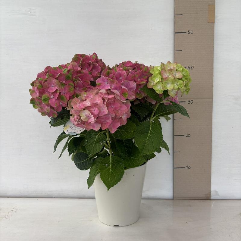 ○アジサイ○ マジカルグリーンファイア あじさい 紫陽花 5号鉢 鉢植え