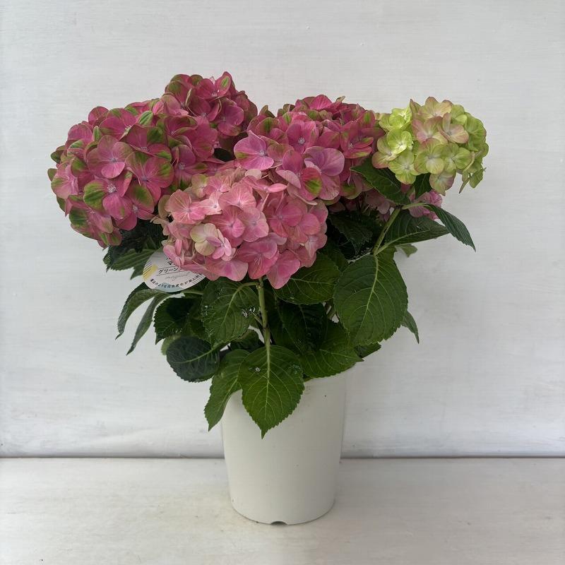○アジサイ○ マジカルグリーンファイア あじさい 紫陽花 5号鉢 鉢植え