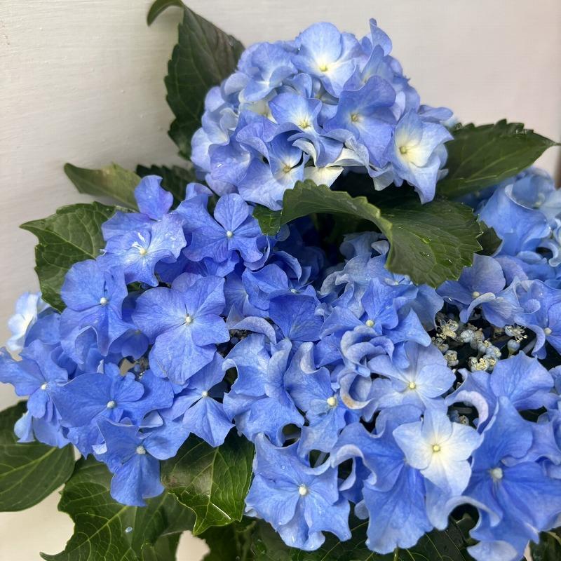 ○アジサイ○ クレイジーテンシア あじさい 紫陽花 5号鉢 鉢植え